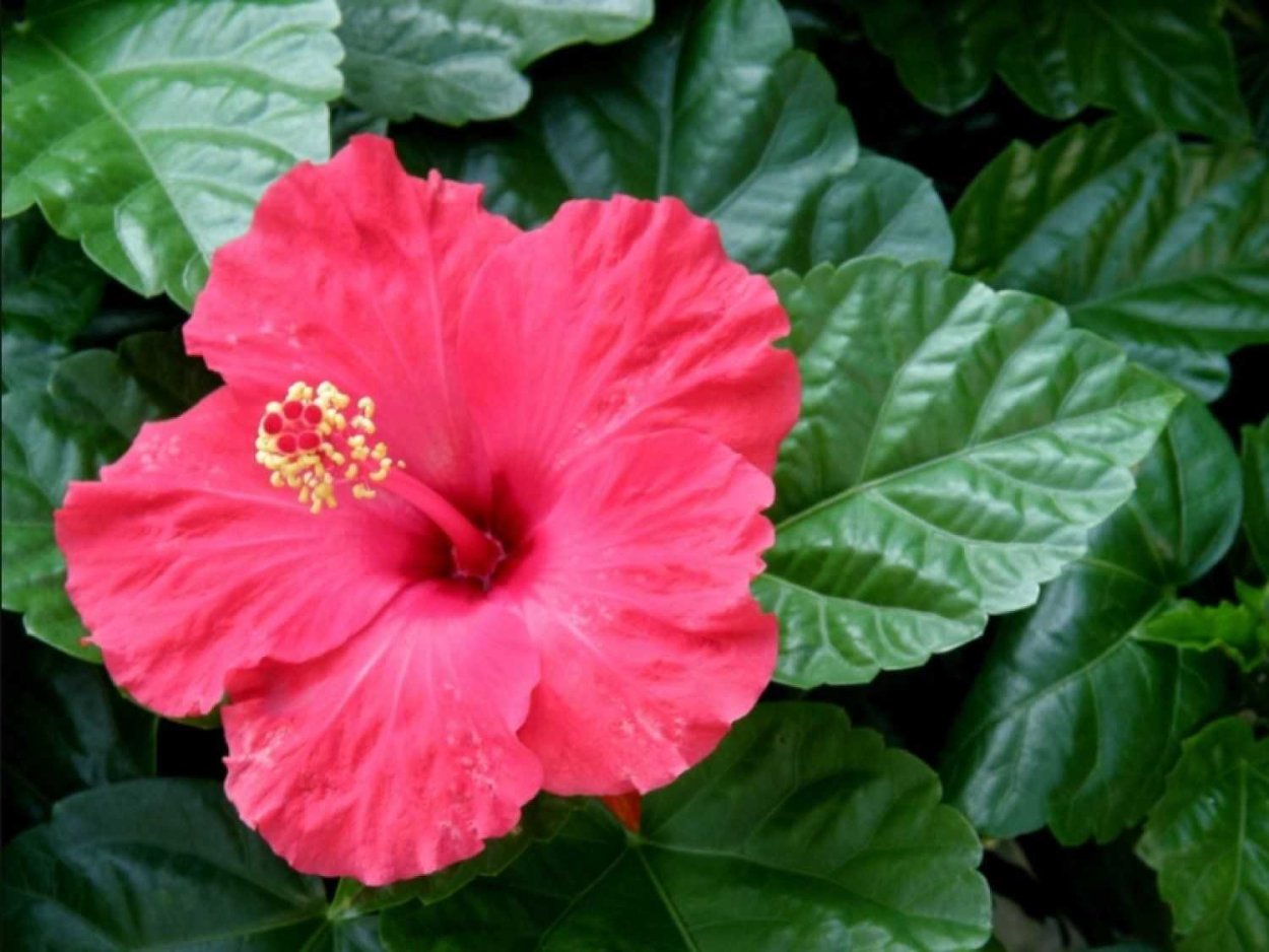 Гибискус Розан