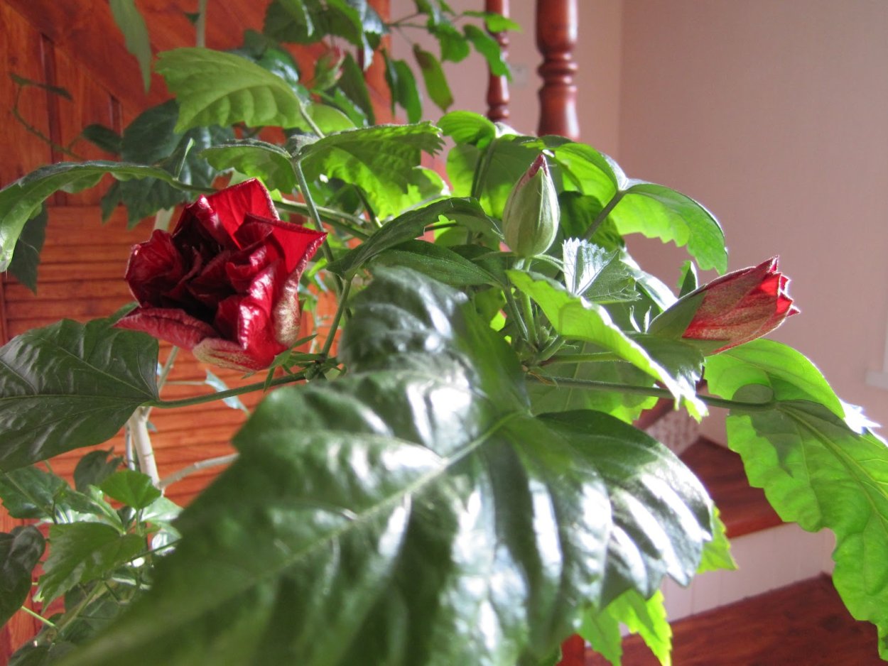 Китайская роза дерево