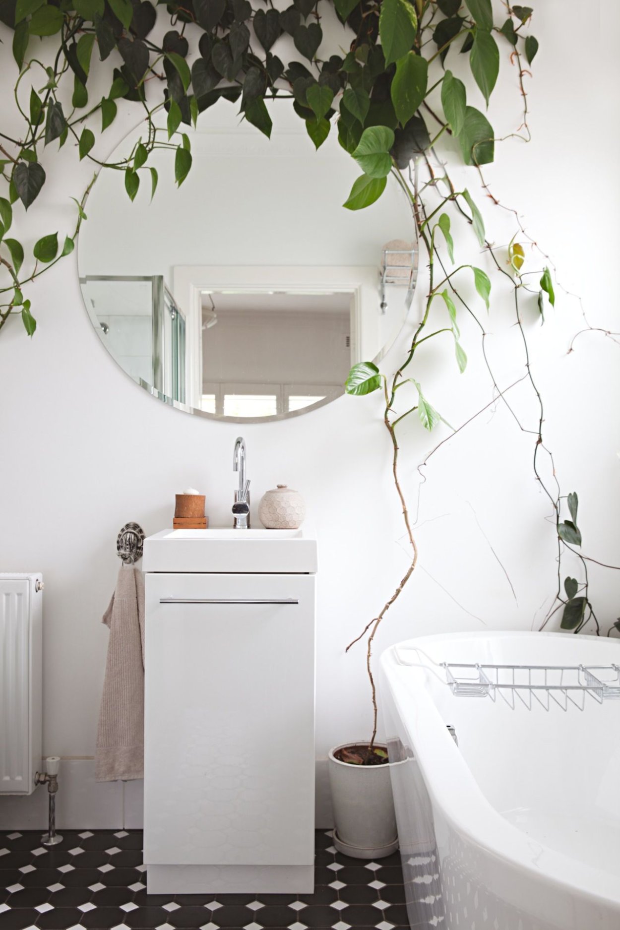 Живые растения для ванной комнаты без окна