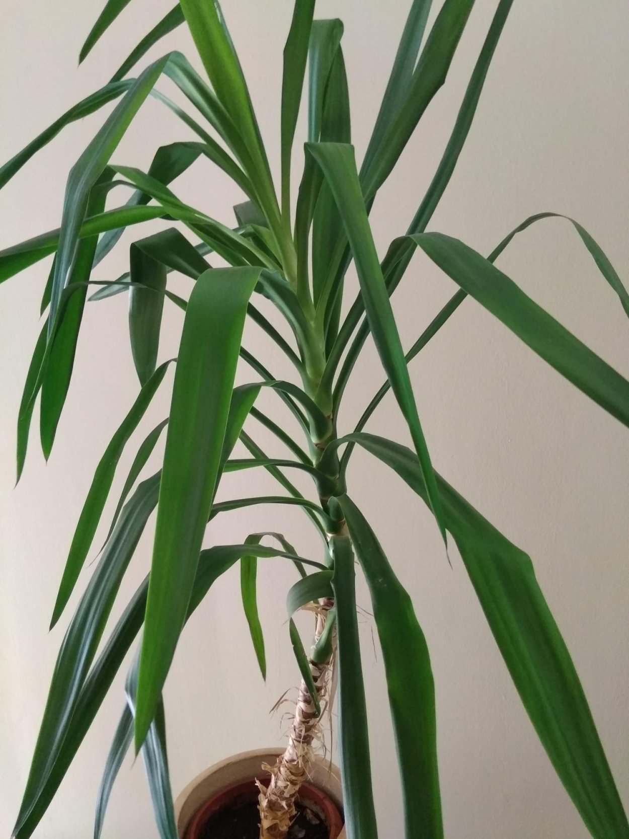 Юкка алоэлистная