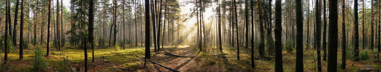 Панорама соснового леса