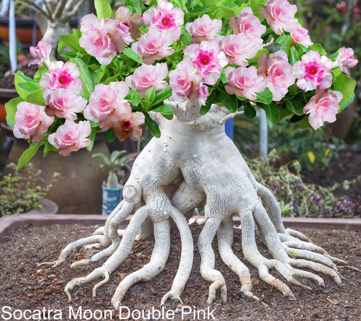 Адениум в природе