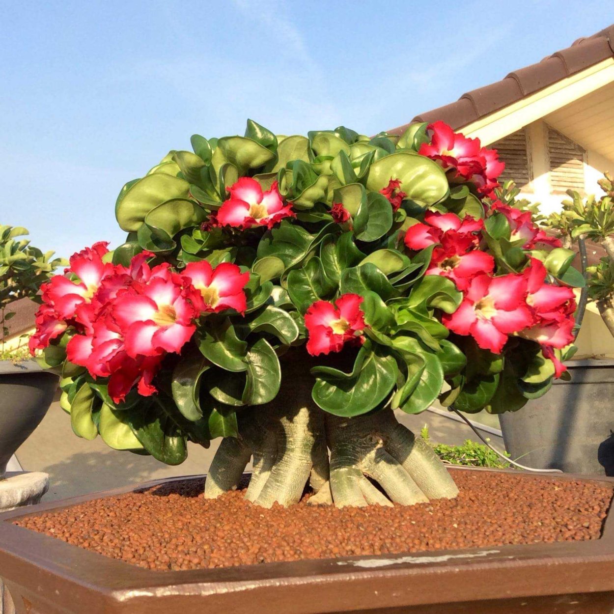 Адениум цветок