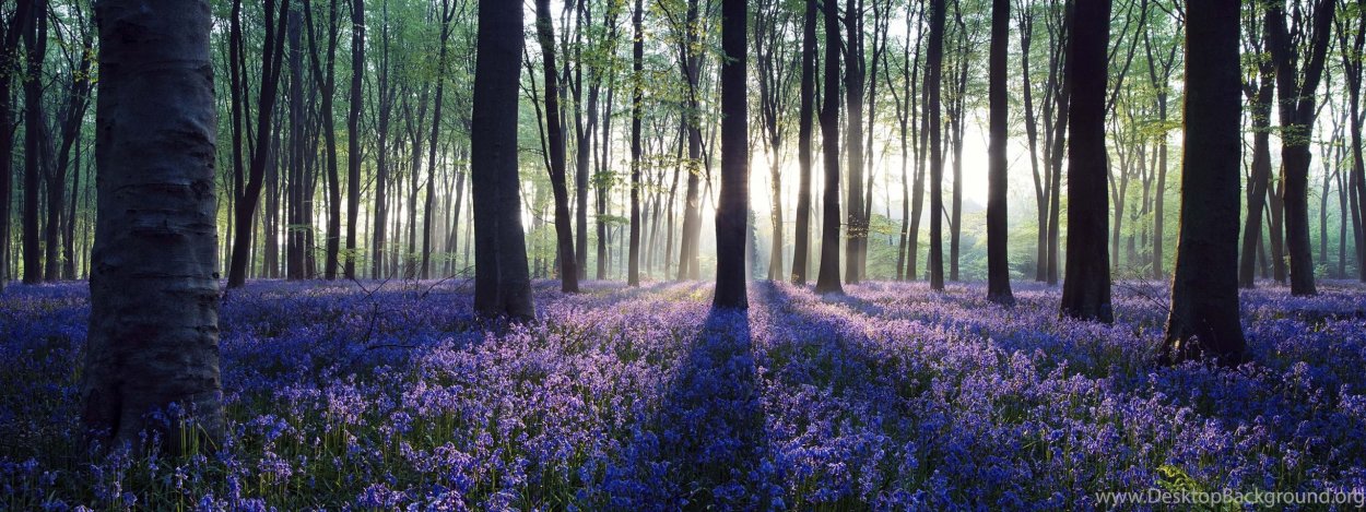 Красивая природа