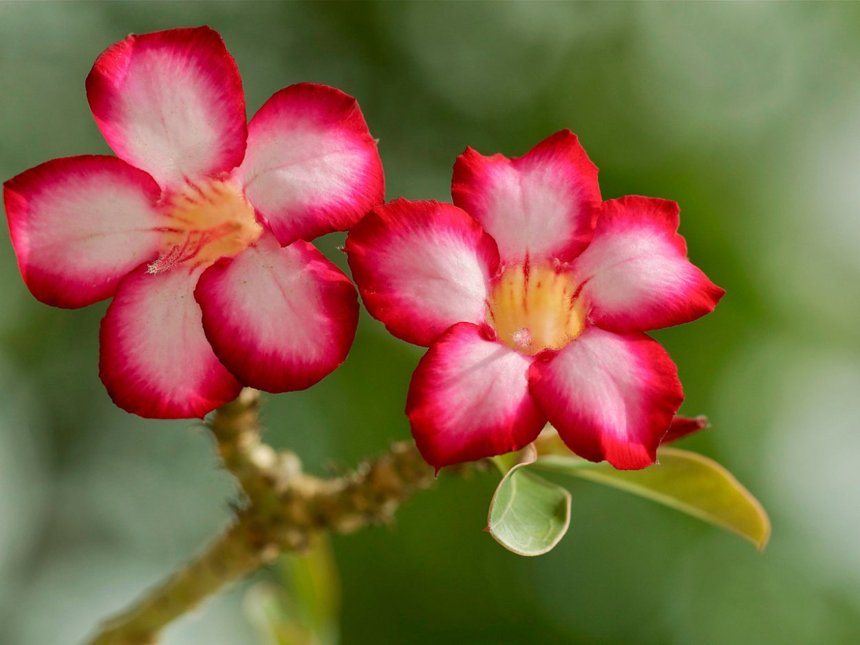 Мандевилла в природе