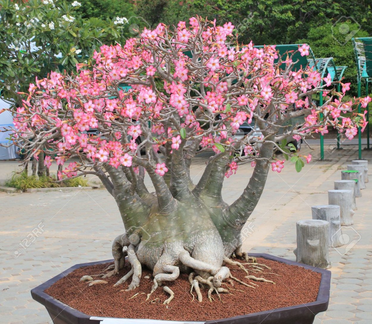 Адениум арабикум Dwarf