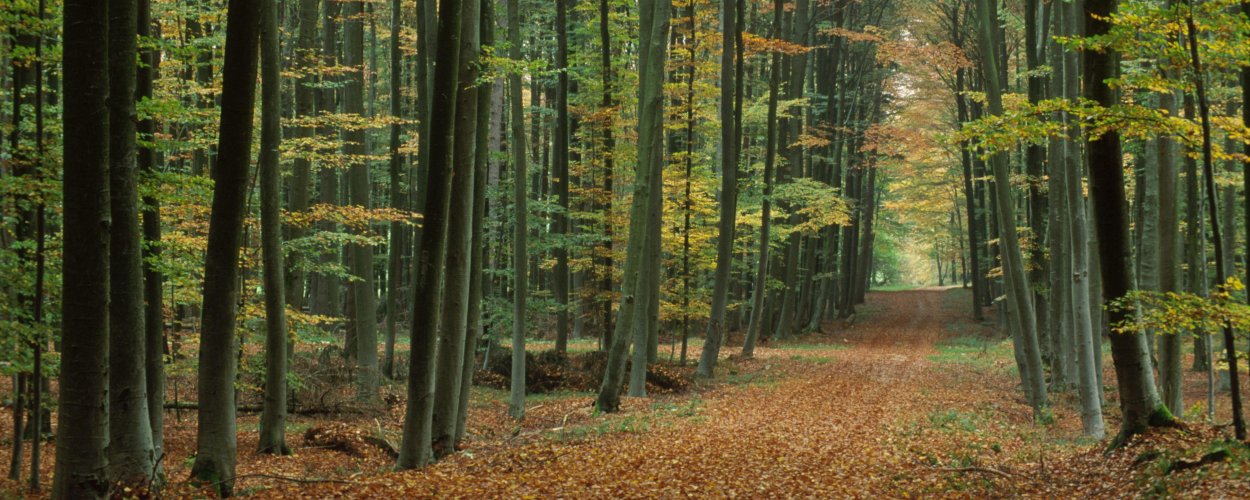 Природа лес