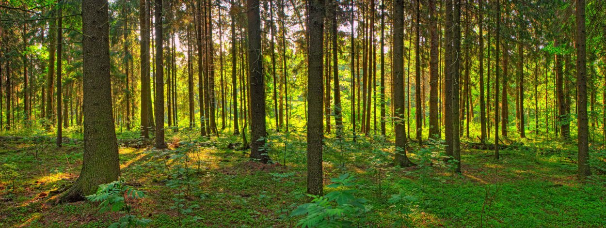 Сосновый Бор панорама