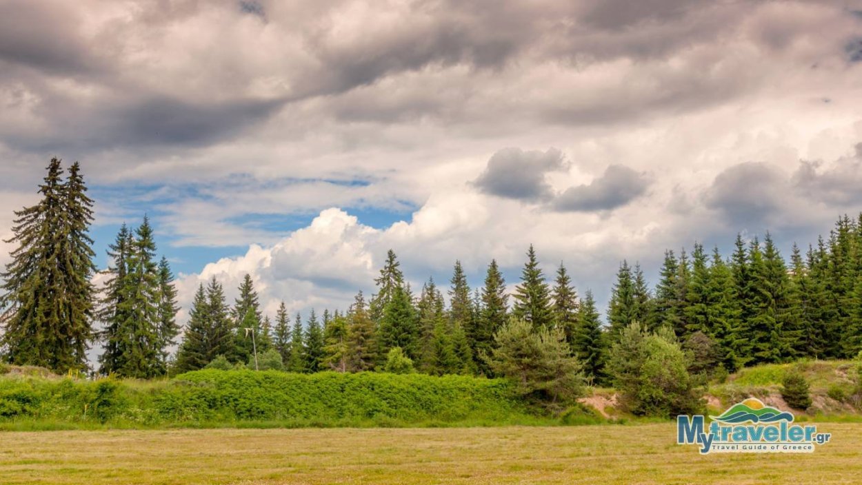 Панорама леса