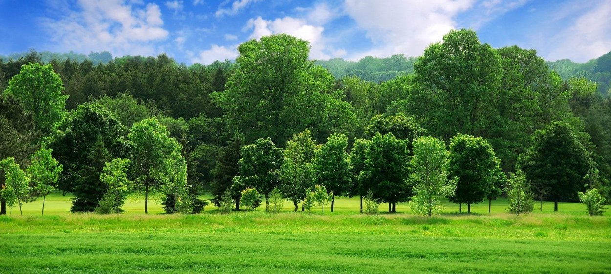 Панорама деревья