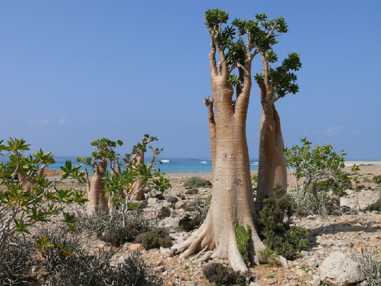 «Адениум тучный Сокотра