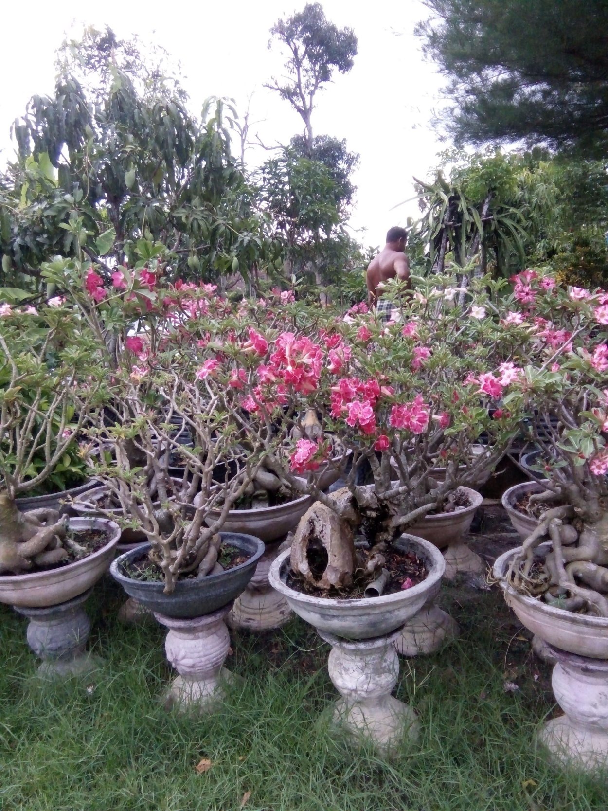 Адениумы в природе фото