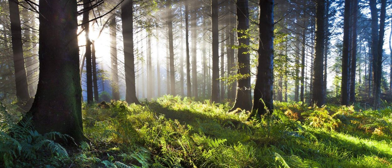 Панорама лес в высоком качестве