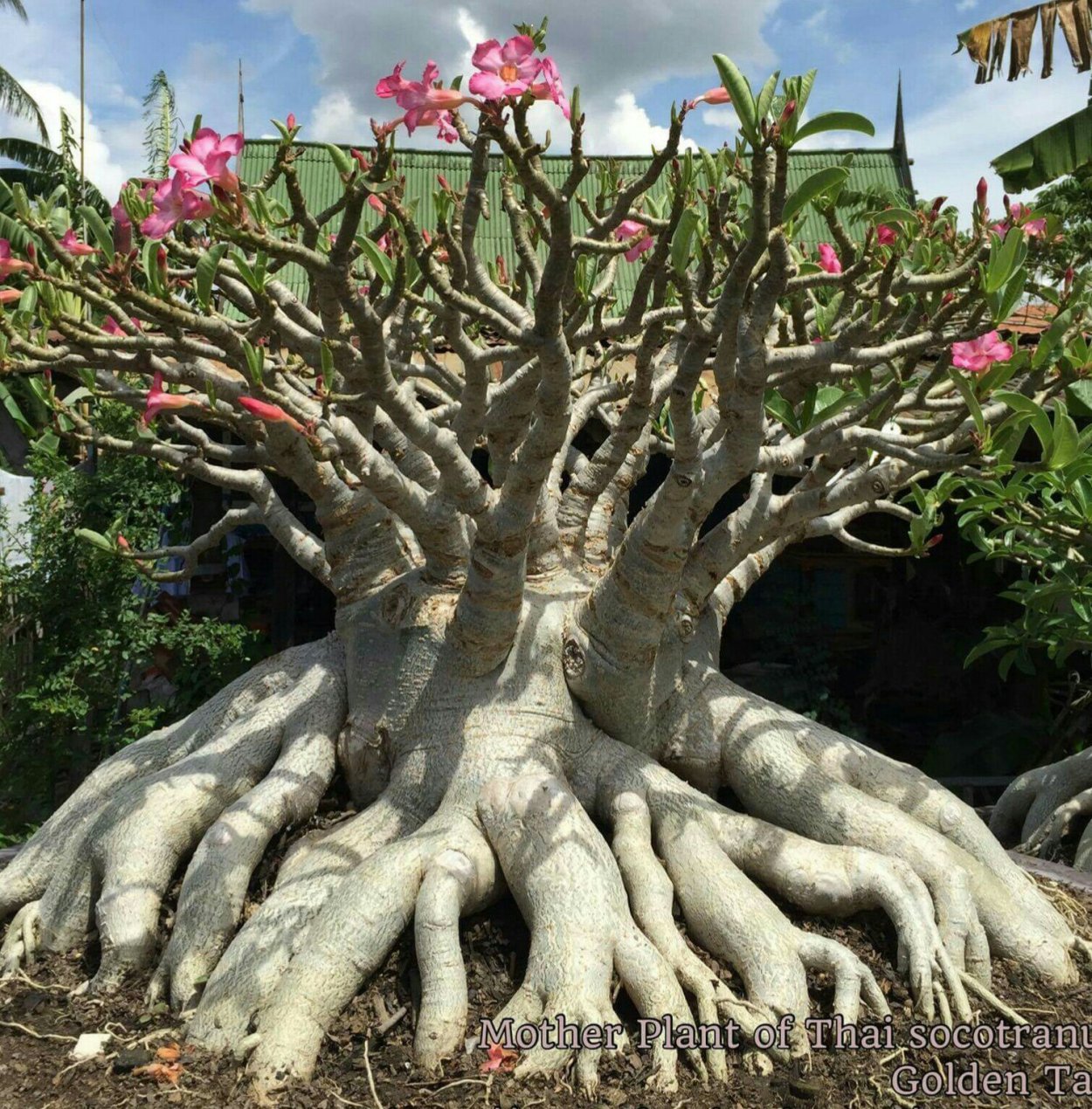 Адениум сокотранский