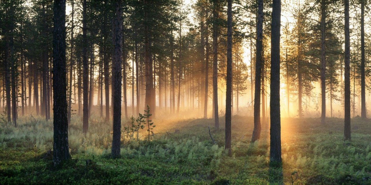 Панорама летнего леса