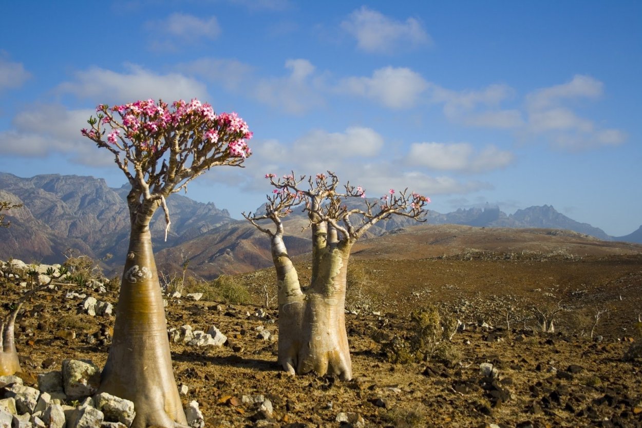 Адениум Обесум(роза пустыни)