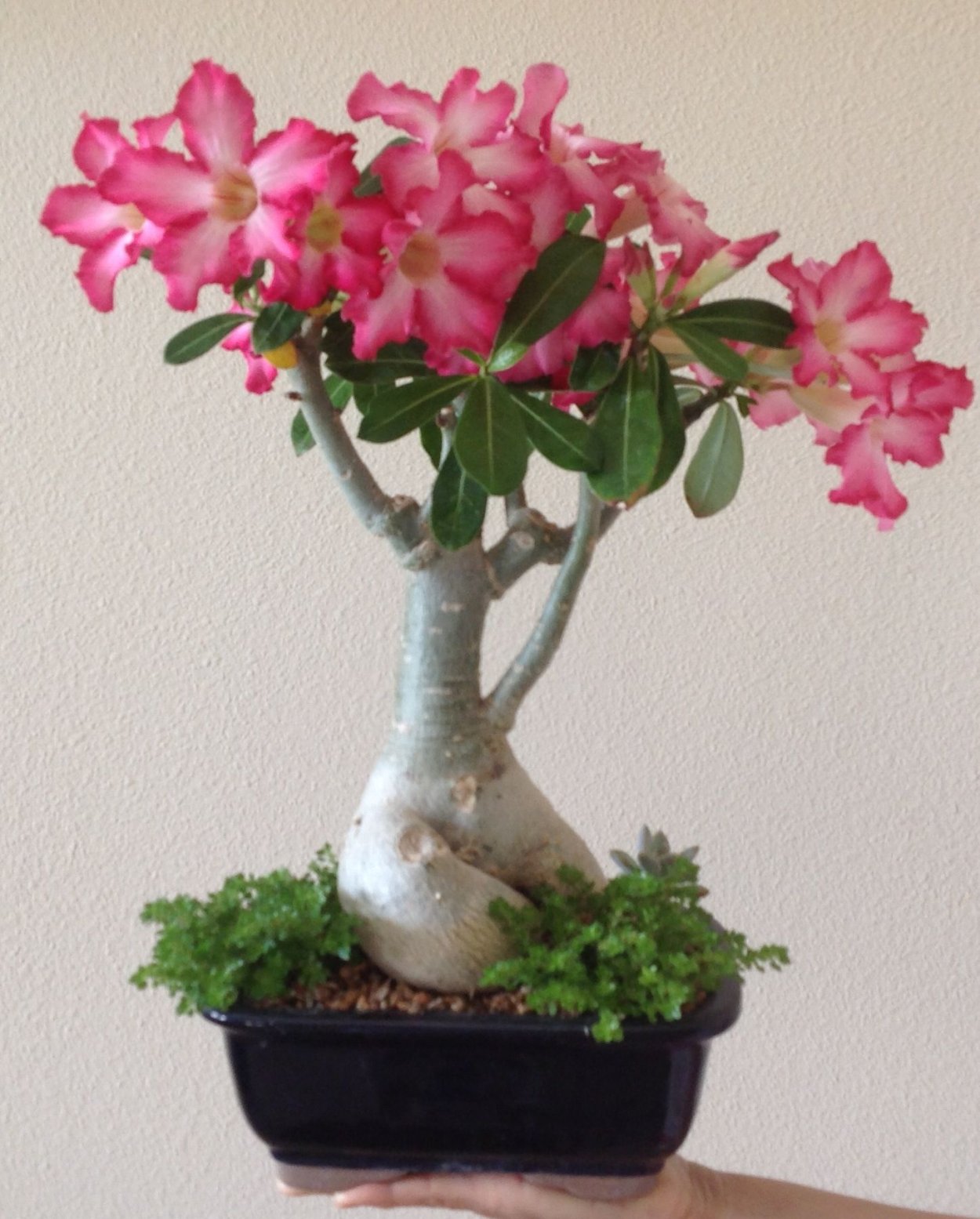 Адениум роза пустыни