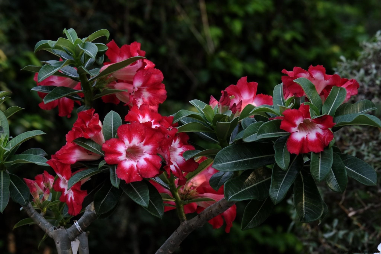 Адениум цветок