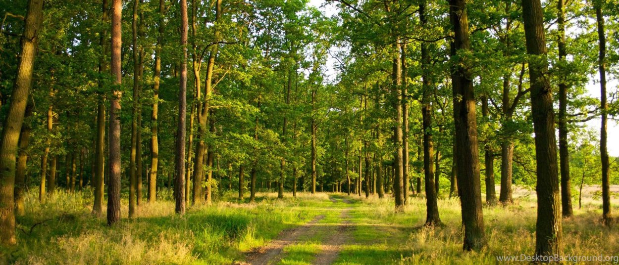 Панорама леса