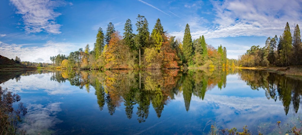 Панорама леса