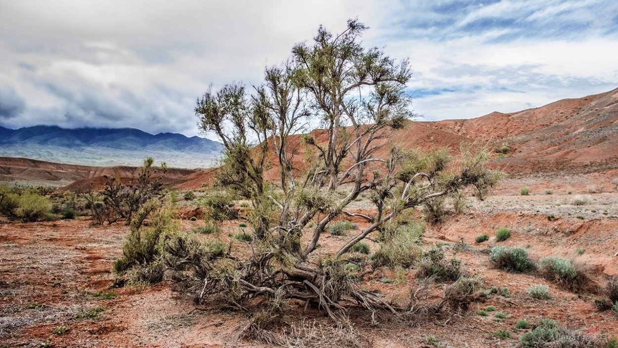 Колючка в пустыне