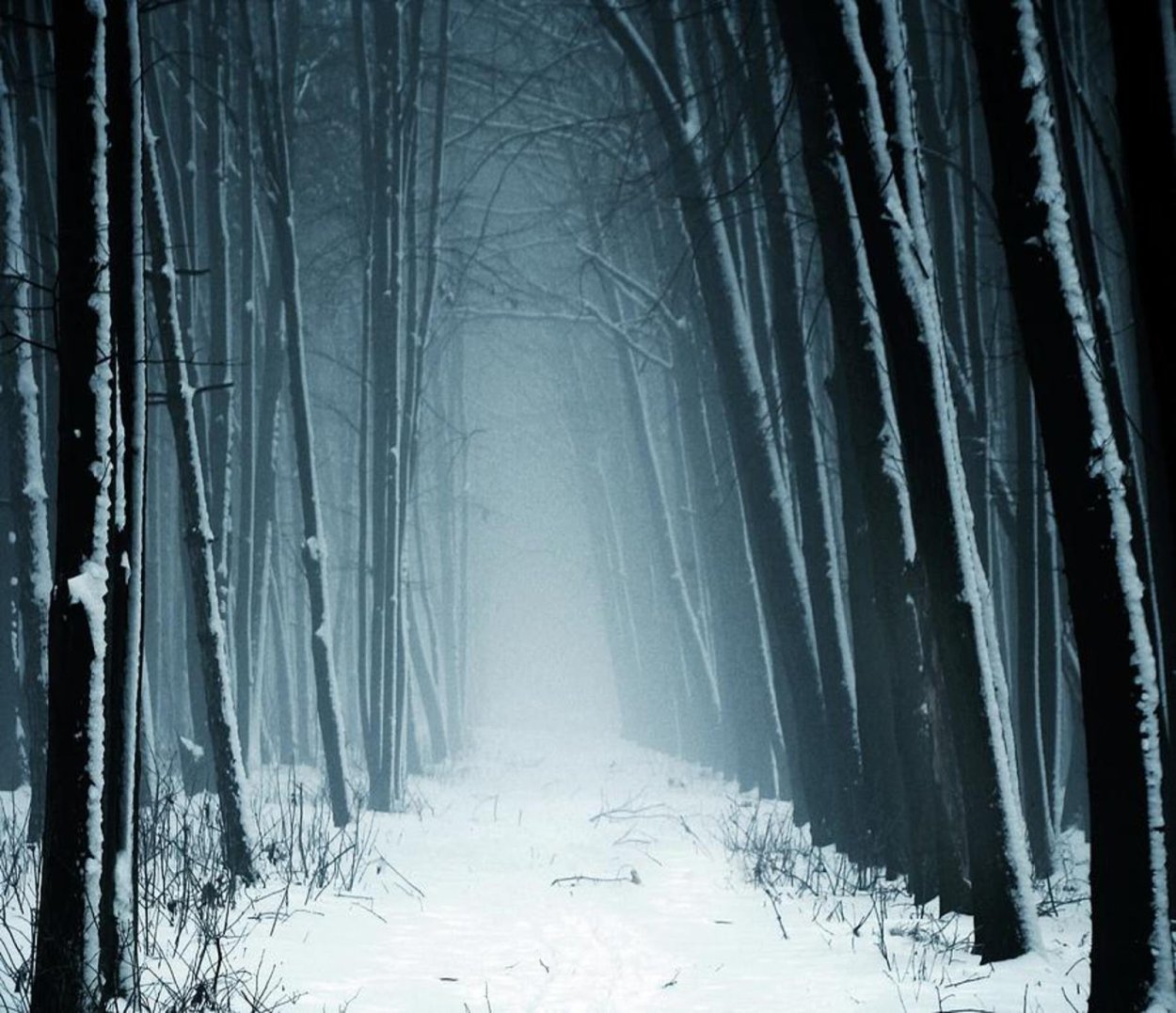 Мрачный зимний лес