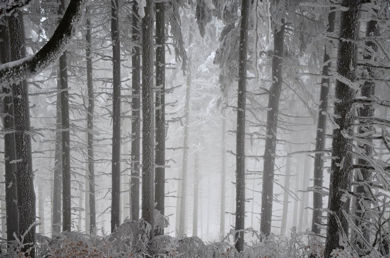 Мрачный зимний лес