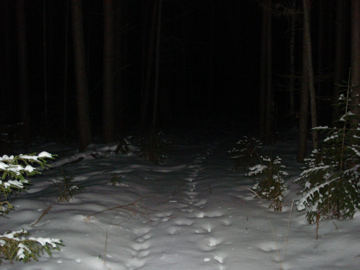 Лес ночью зимой страшный