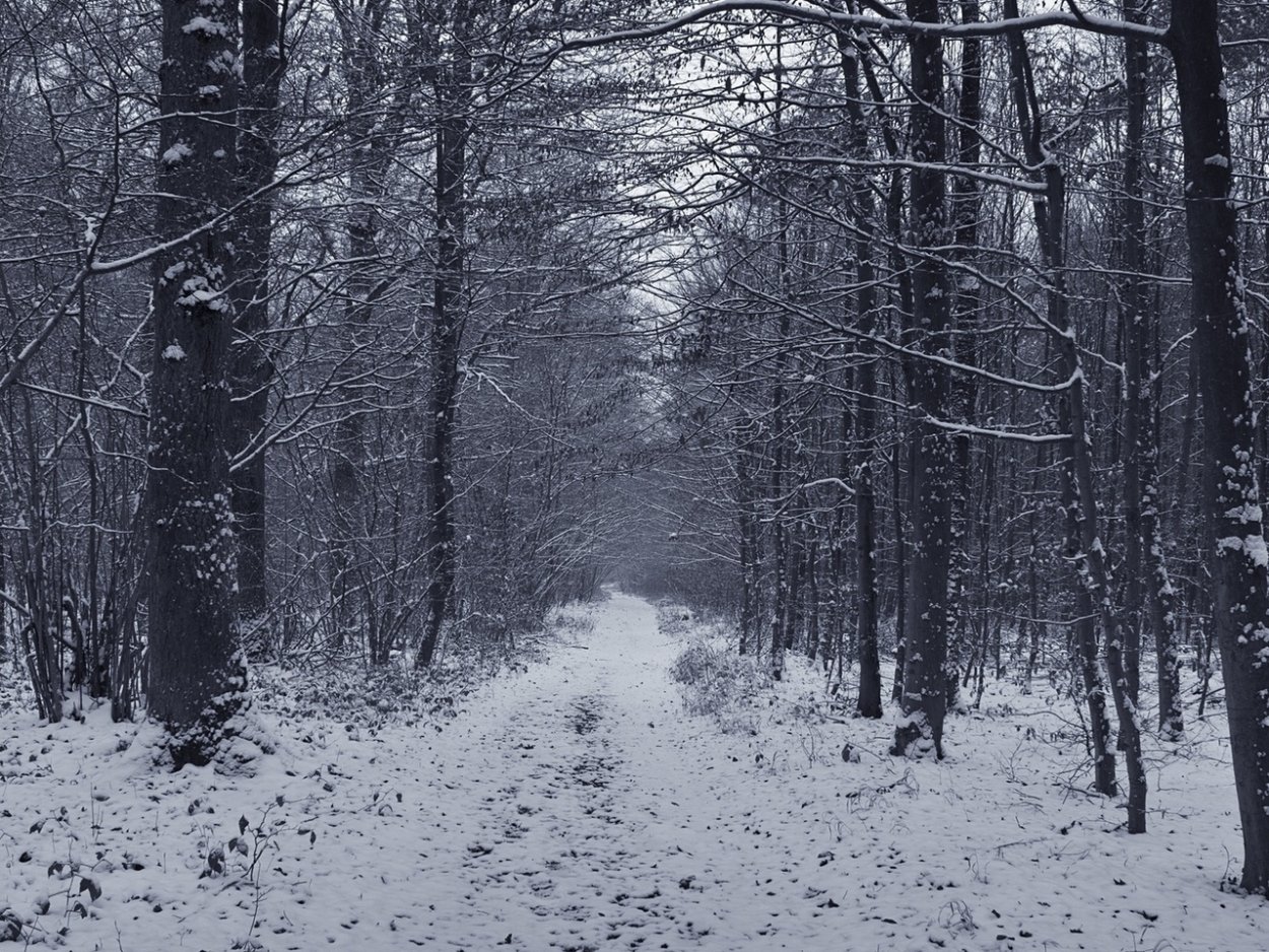 Мрачный лес зимой