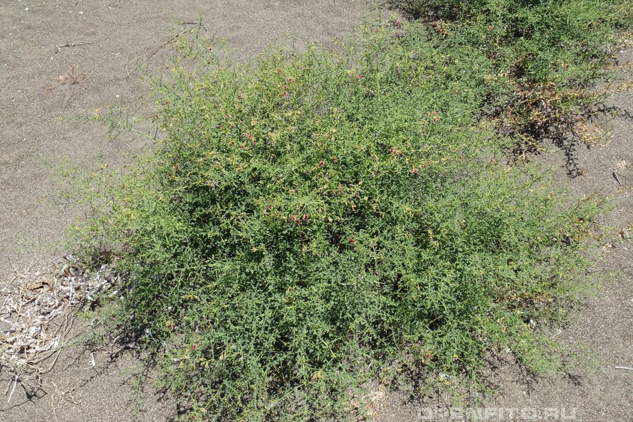 Верблюжья колючка обыкновенная