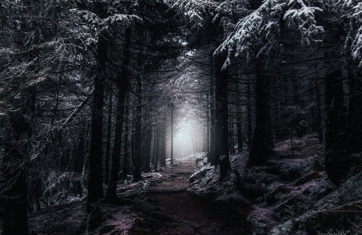 Лес из фильма Сумерки