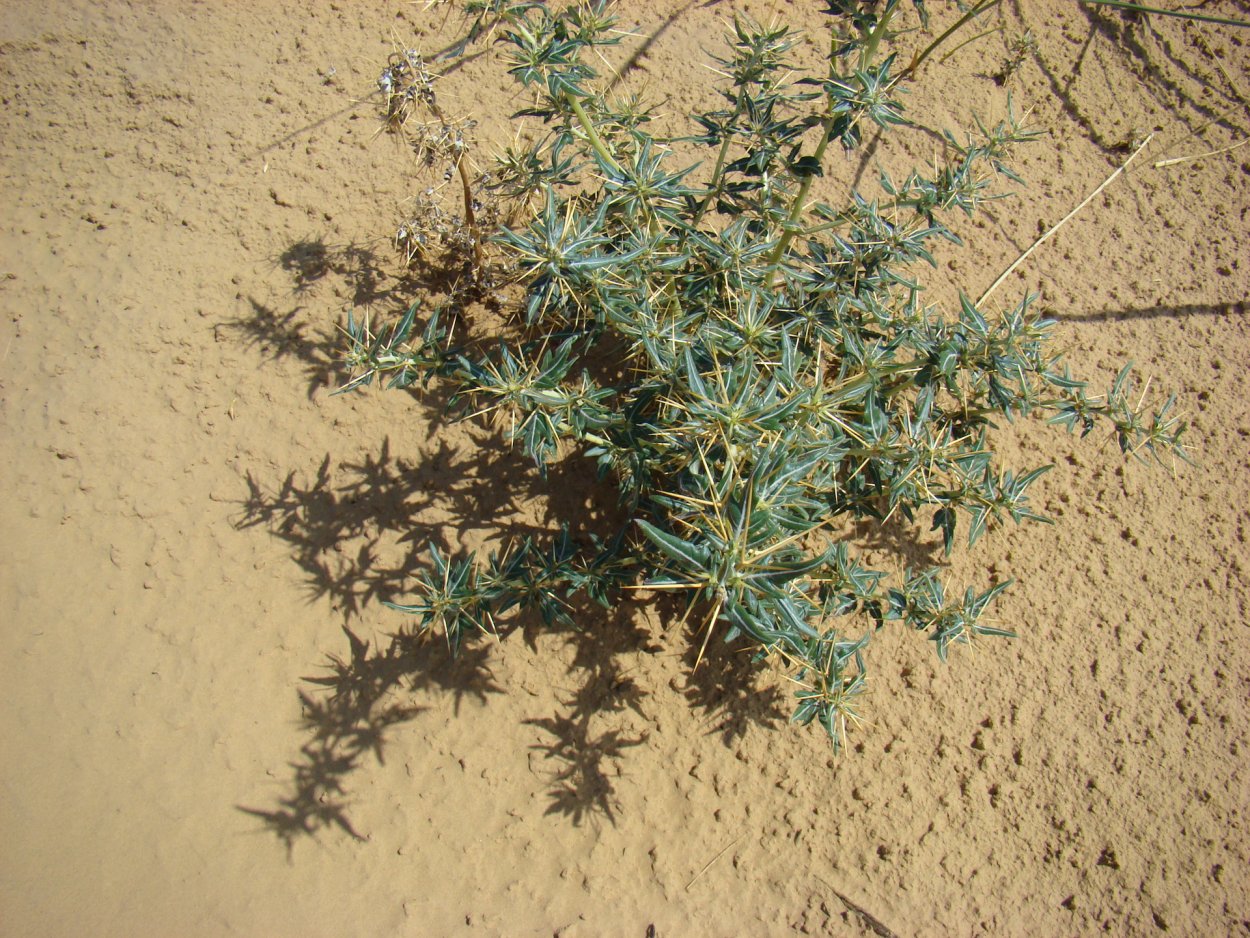 Растения пустыни верблюжья колючка