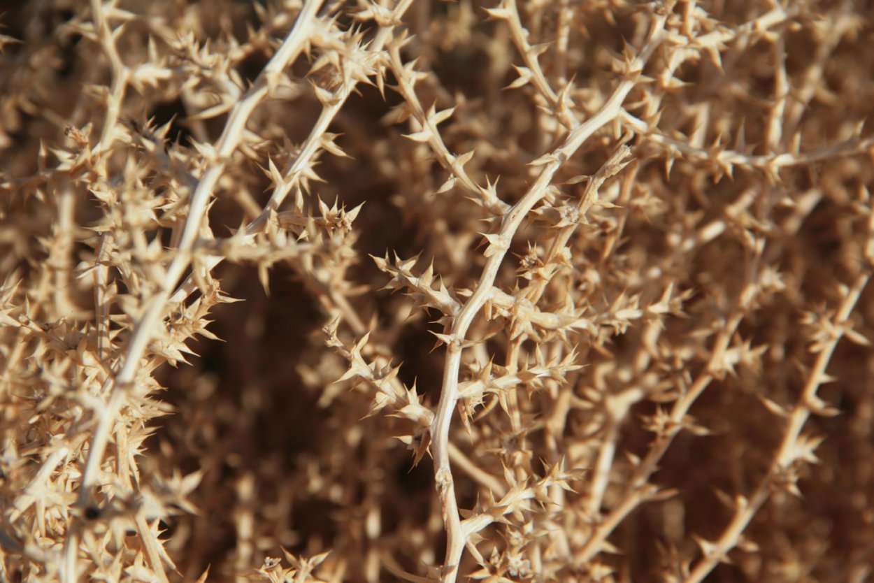 Колючка перекати поле