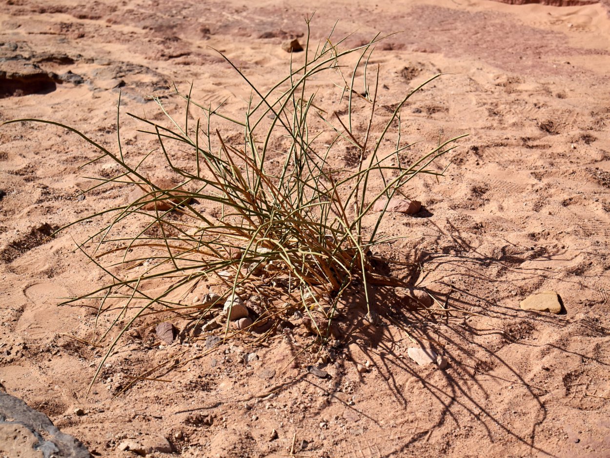 Верблюжья колючка продуцент