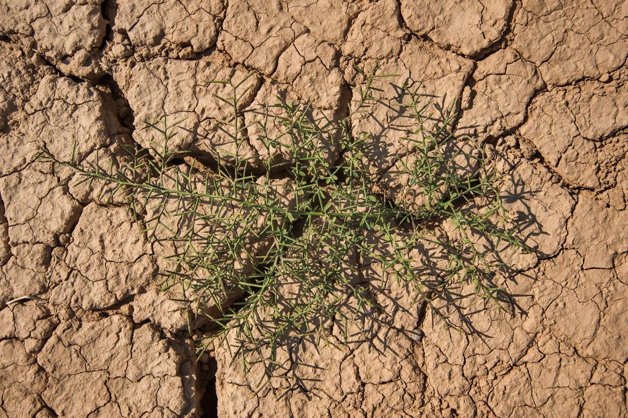 Верблюжья колючка обыкновенная