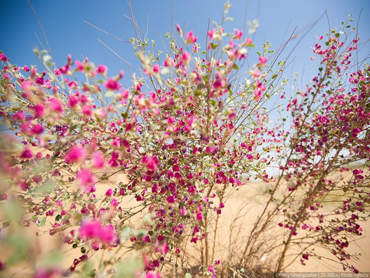 Верблюжья колючка Узбекистан