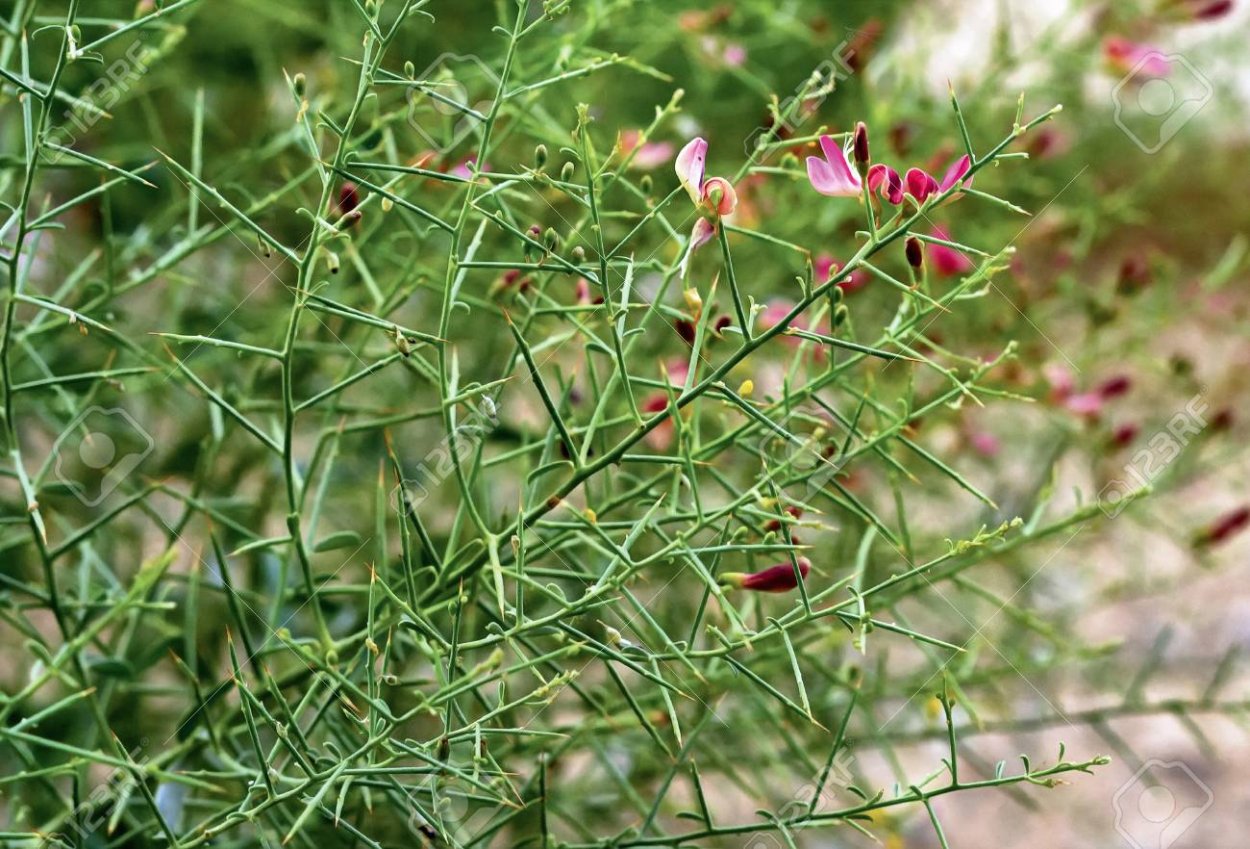 Верблюжья колючка аптечная