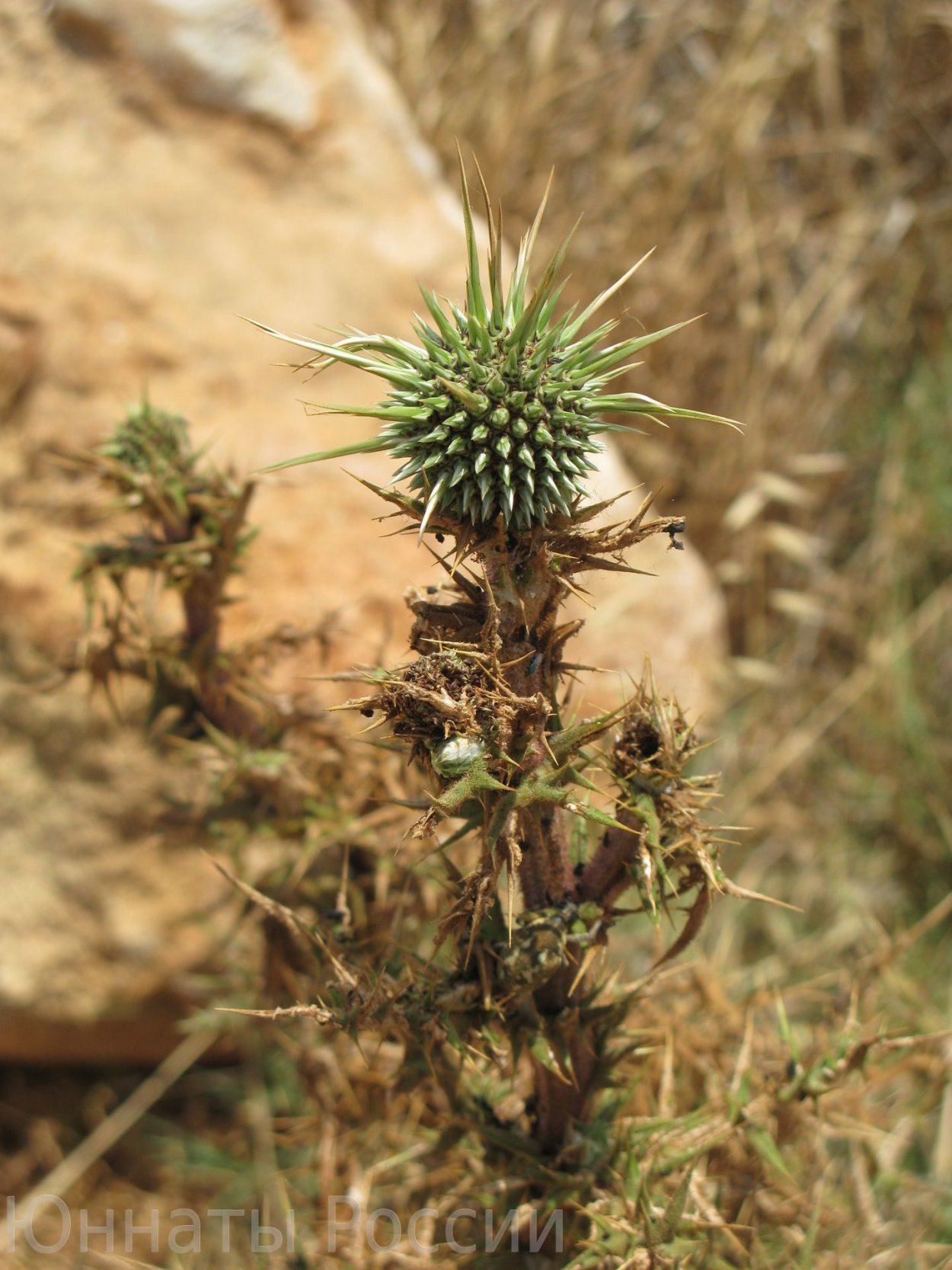 Растения пустыни верблюжья колючка