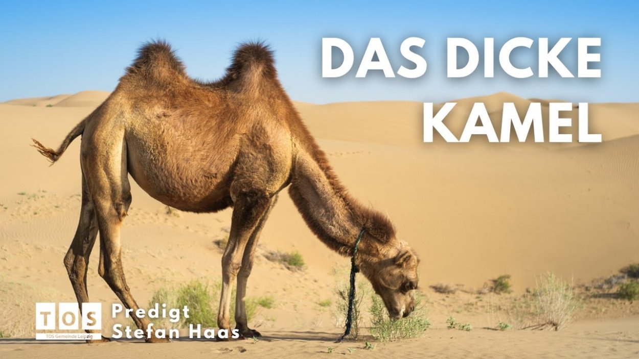 Верблюд ест верблюжью колючку