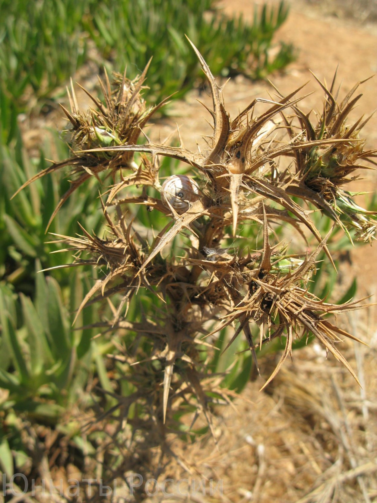 Золотая колючка дурнишник