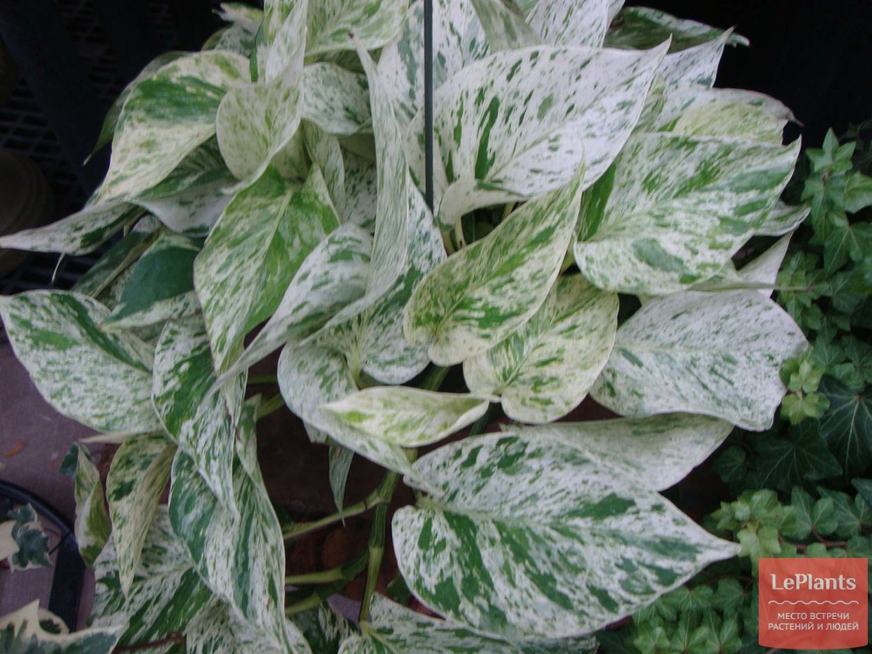 Эпипремнум мраморная Королева