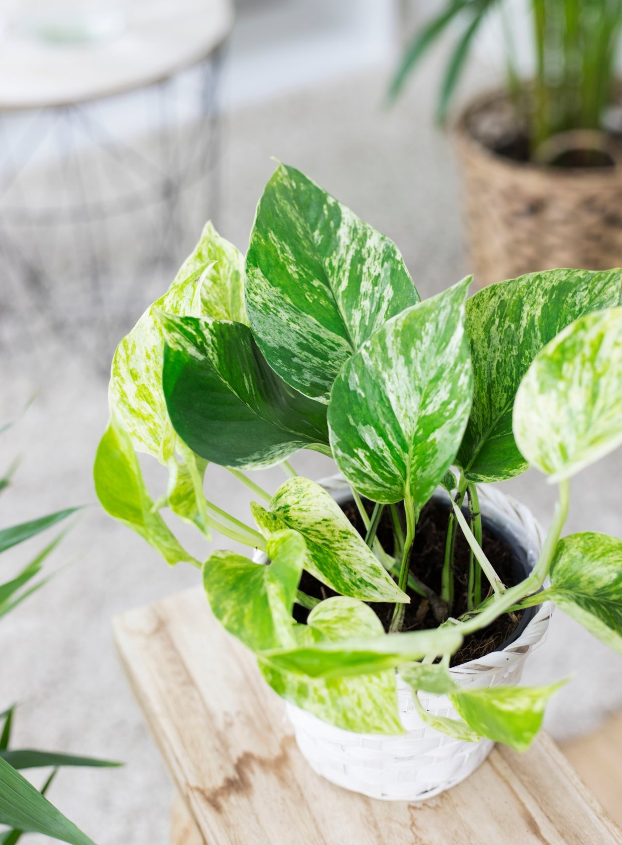 Эпипремнум Марбл Квин