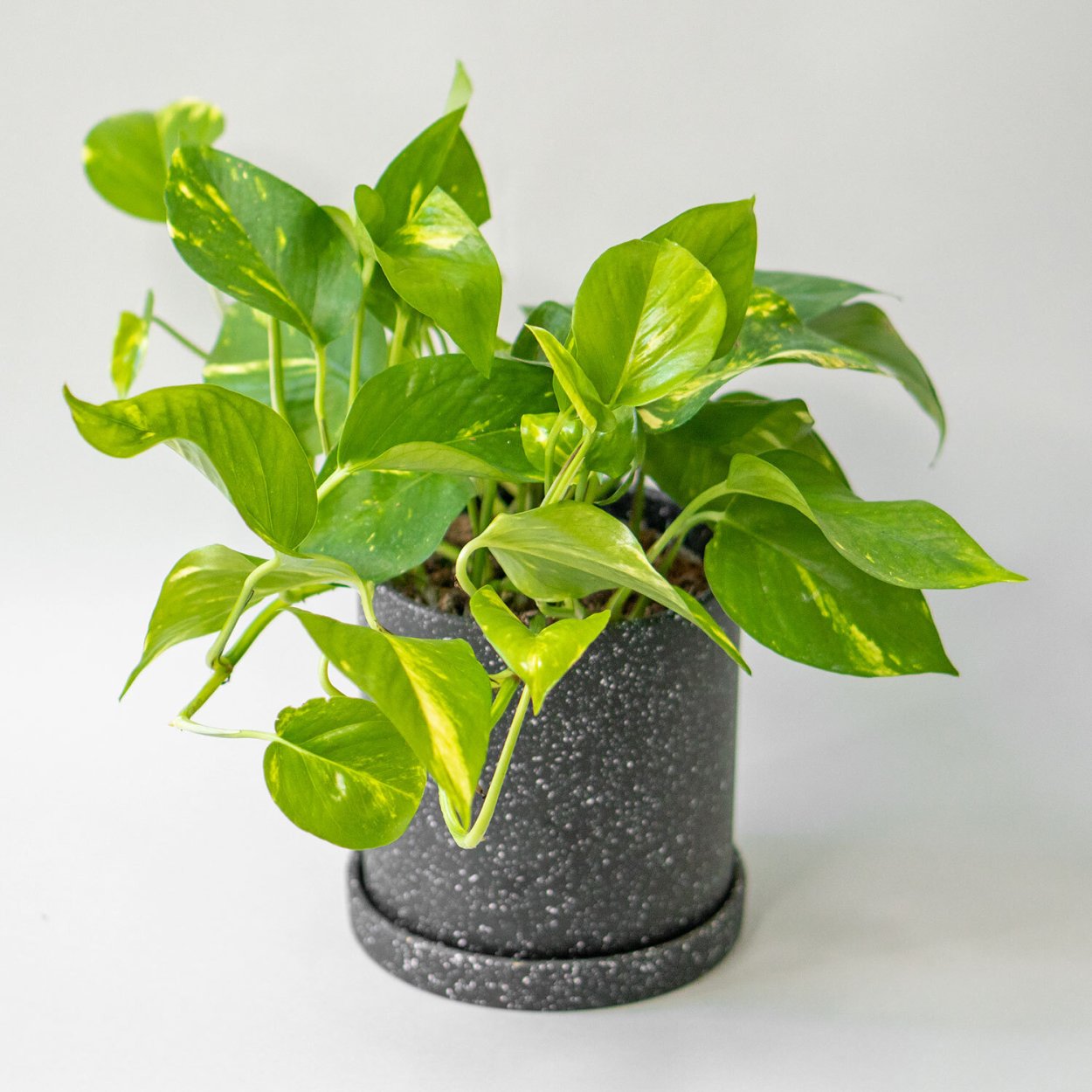 Эпипремнум в аквариуме