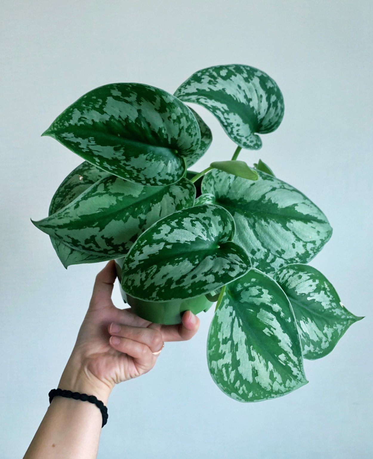 Сциндапсус Пиктус Сильвер