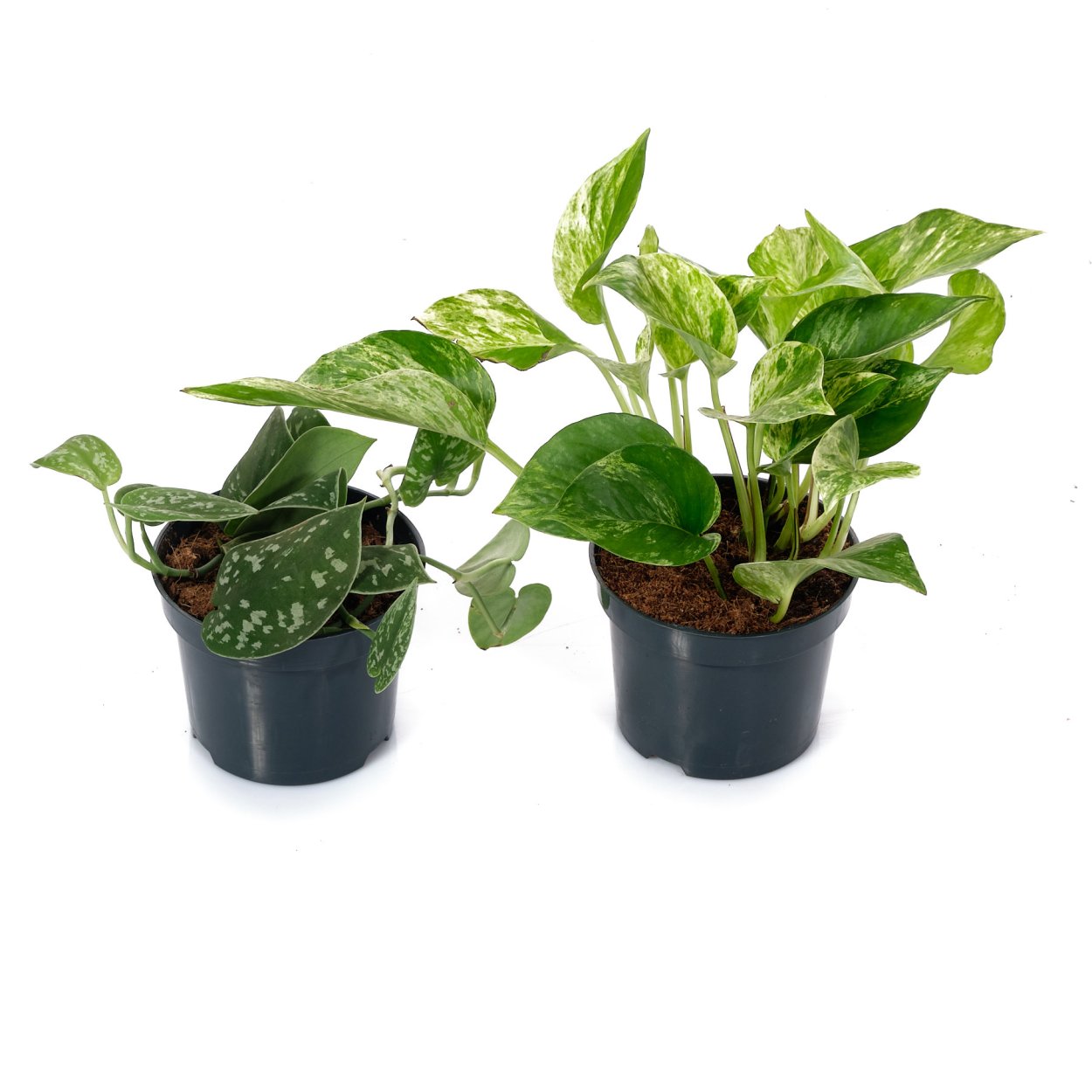 Эпипремнум 25 ВСМ