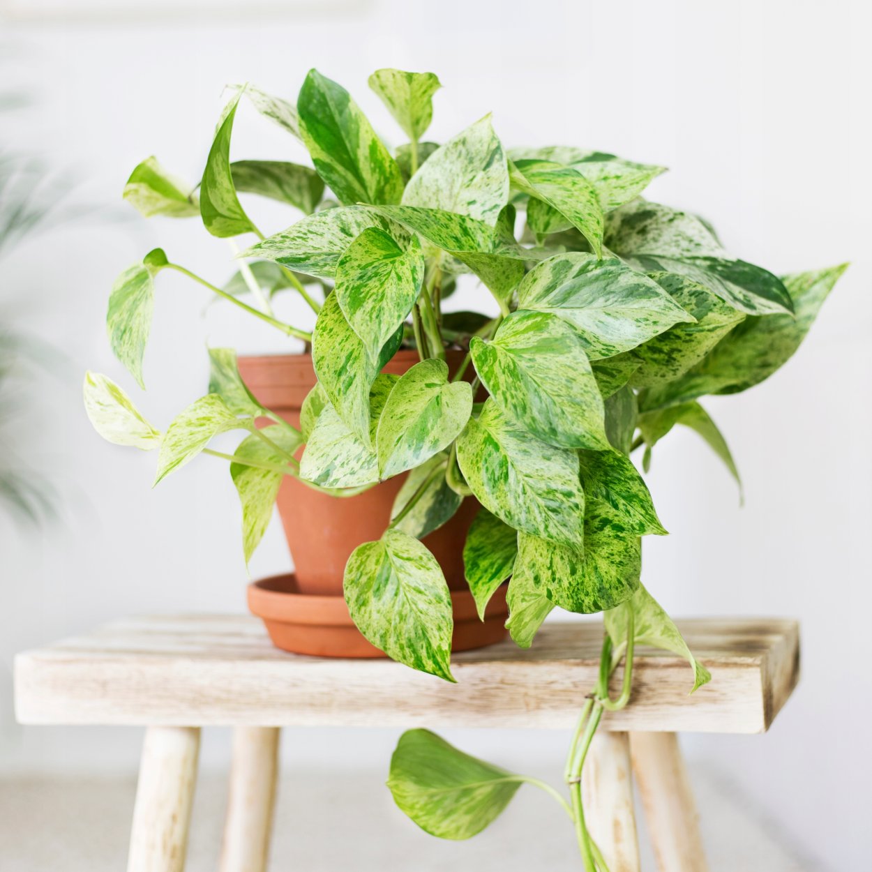 Комнатные цветы для темных углов