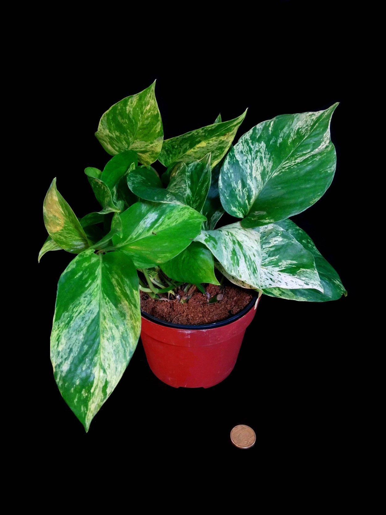 Лиана Эпипремнум перистый