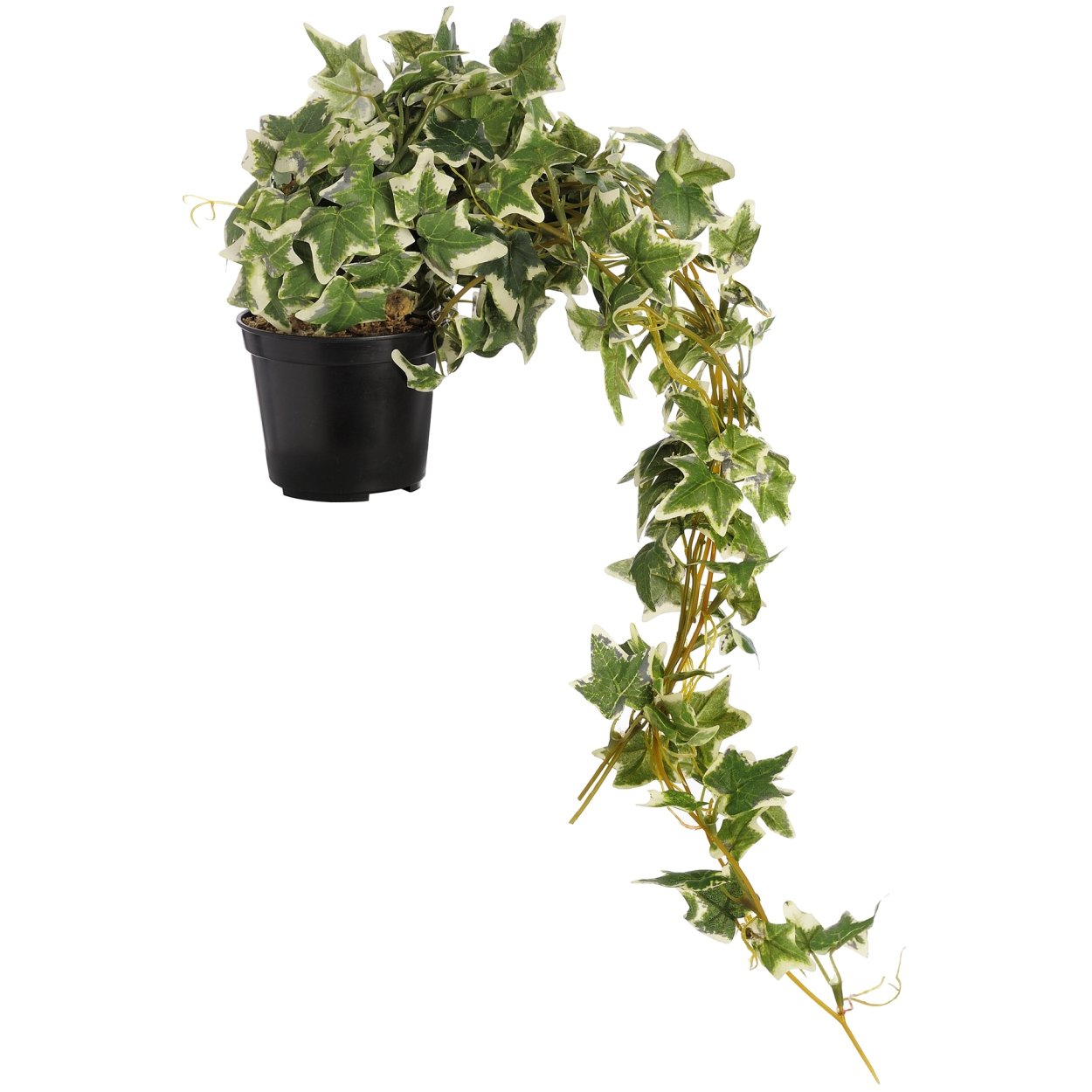 Плющ сциндапсус