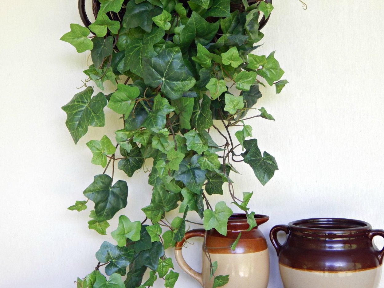 Плющ Вьюн Березка