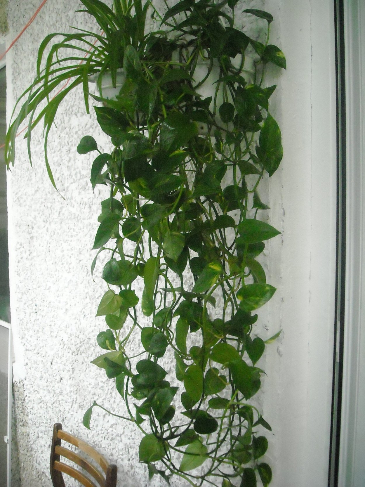 Хойя восковой плющ мужегон